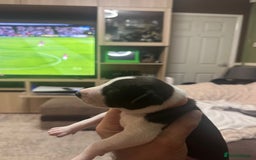 Whippet dogs for sale: Rare colours full pedigree KC Reg whippet pups  - Image 19