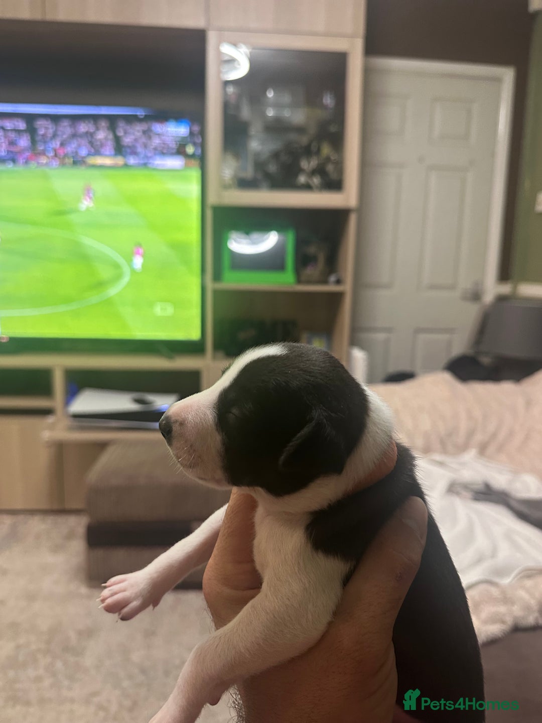 Whippet dogs for sale: Rare colours full pedigree KC Reg whippet pups  - Image 19