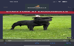 Staffordshire Bull Terrier dogs for sale: 6 Exclusive Champion blood Multi international - Image 5