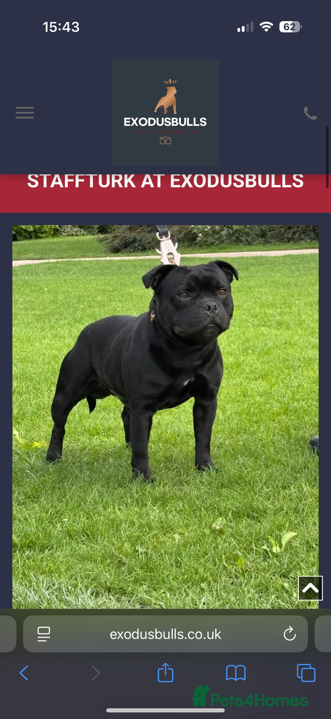 Staffordshire Bull Terrier dogs for sale: 6 Exclusive Champion blood Multi international - Image 5