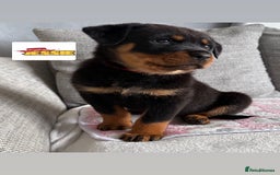 Rottweiler dogs for sale: Stunning chunky Rottweiler puppies - Image 5