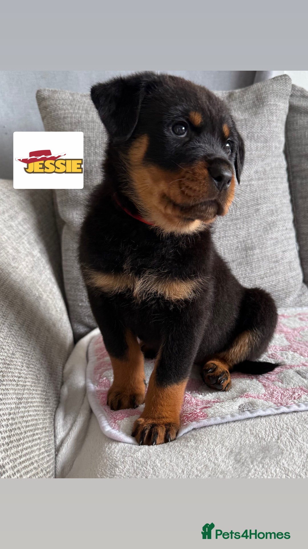 Rottweiler dogs for sale: Stunning chunky Rottweiler puppies - Image 5
