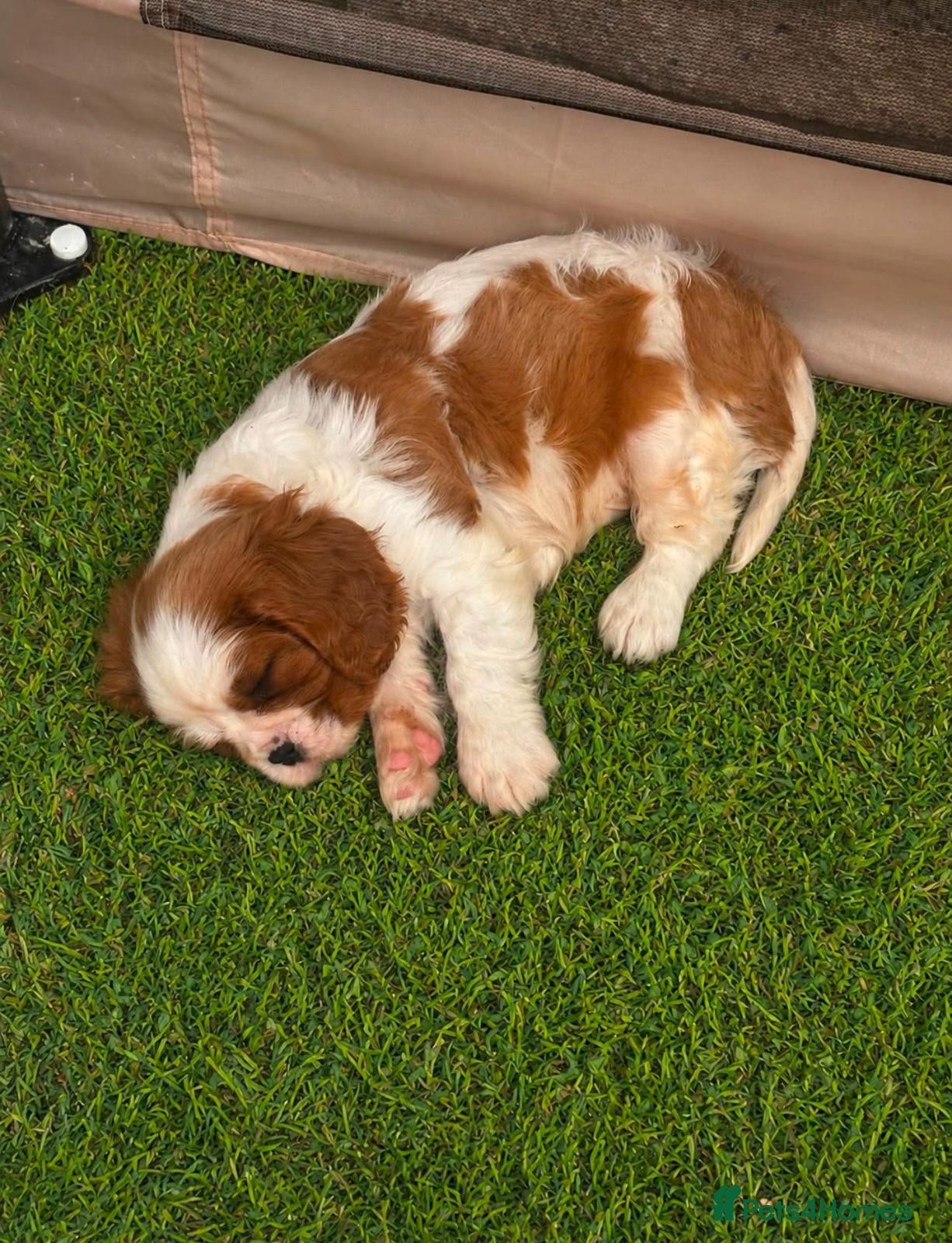 Cavalier King Charles Spaniel dogs Beautiful Cavalier King Charles Spaniel Puppies  - Advert 1