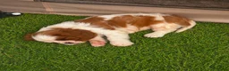 Cavalier King Charles Spaniel dogs for sale: Beautiful Cavalier King Charles Spaniel Puppies  - Advert 1