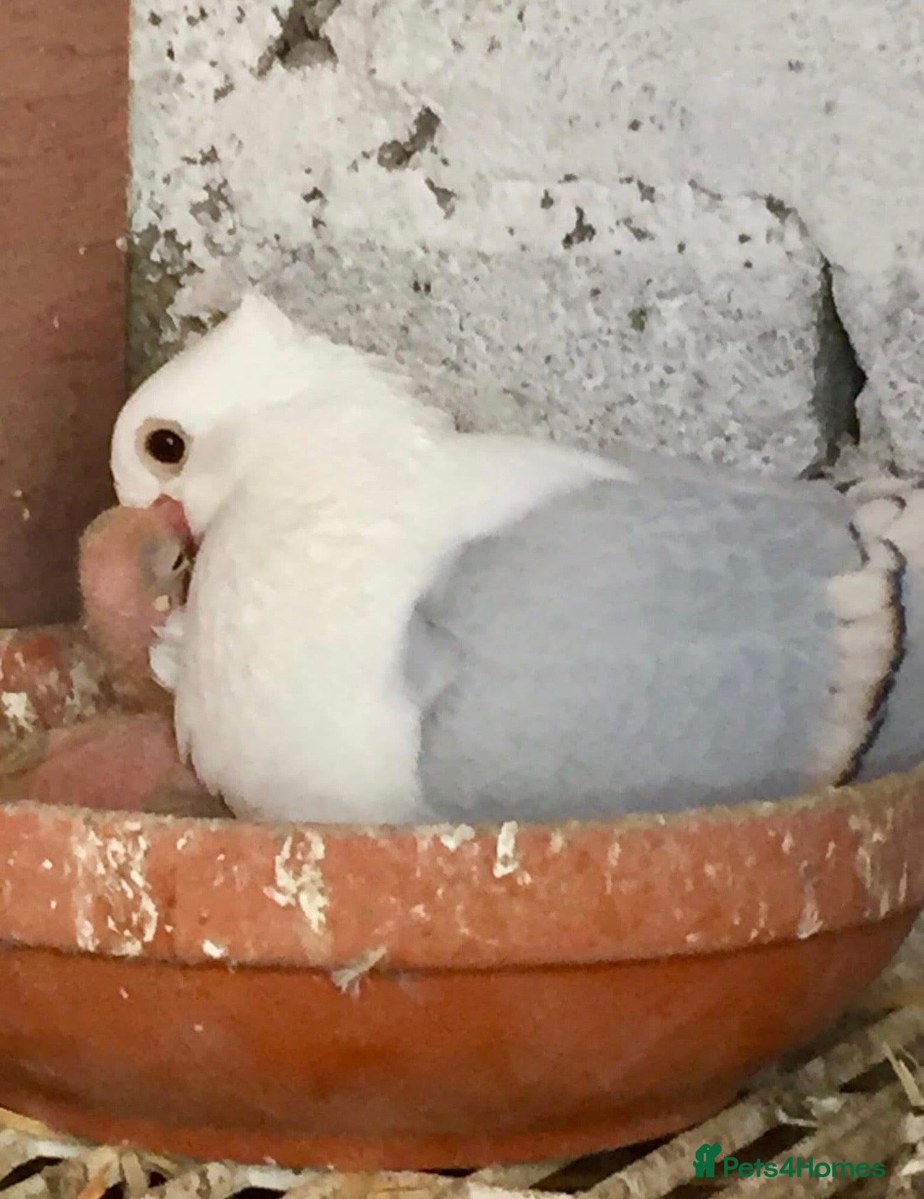 Pigeons birds Premium Breeding Pigeons Top Quality Pairs Availab - Advert 1