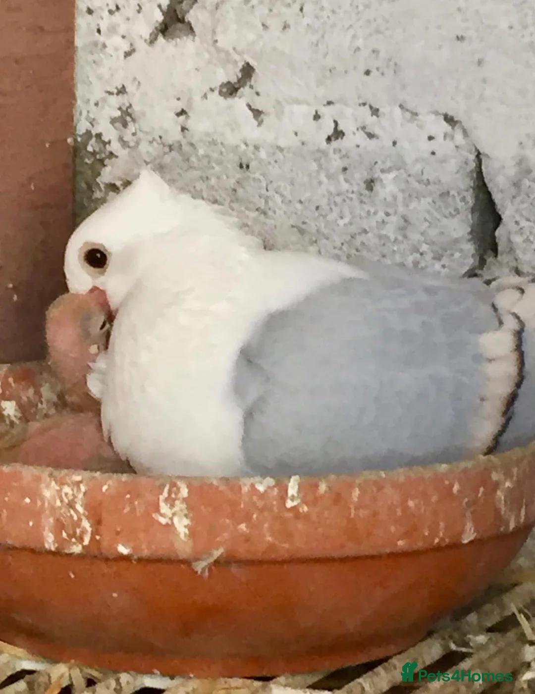 Pigeons birds for sale: Premium Breeding Pigeons Top Quality Pairs Availab - Advert 2