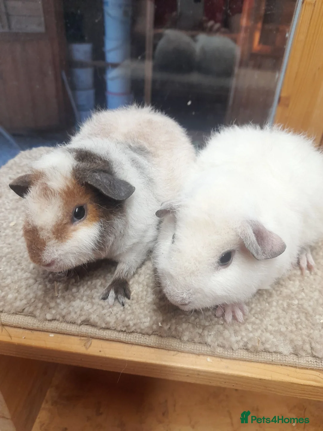 Guinea Pig rodents for sale: Guinea pigs Teddy boars available  - Advert 6