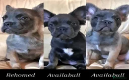 French Bulldog dogs for sale: 🐾  KLASSY BULLZ - KLASSY PUPZ 🐾  in Beckenham - Image 1