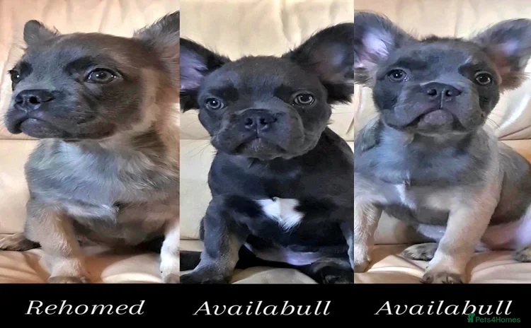 French Bulldog dogs in Beckenham - Advert 10