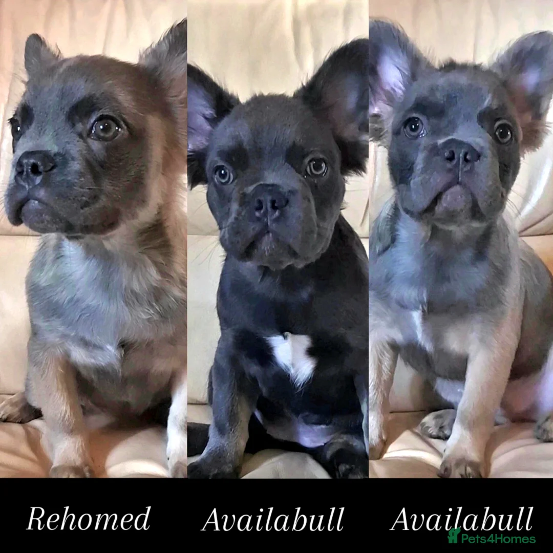 French Bulldog dogs for sale: 🐾  KLASSY BULLZ - KLASSY PUPZ 🐾  in Beckenham - Image 1