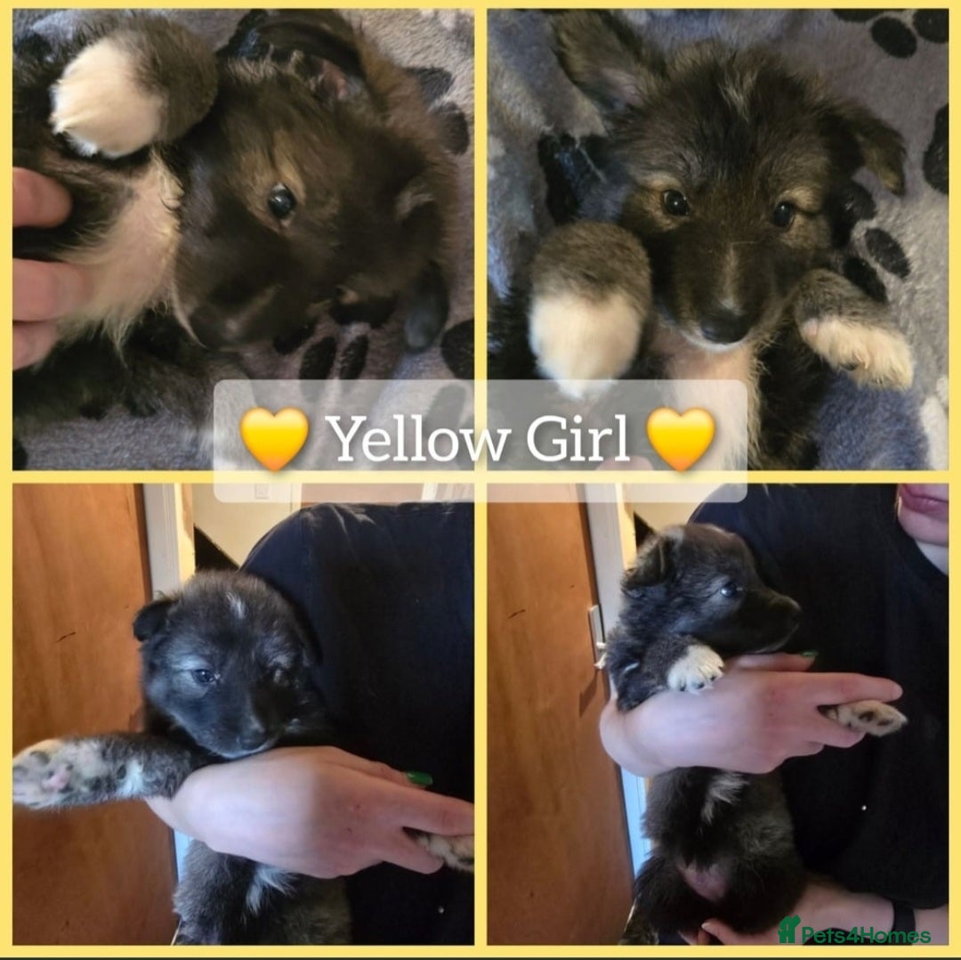 Mixed Breed dogs for sale: German Shepherd X Puppies - Image 17