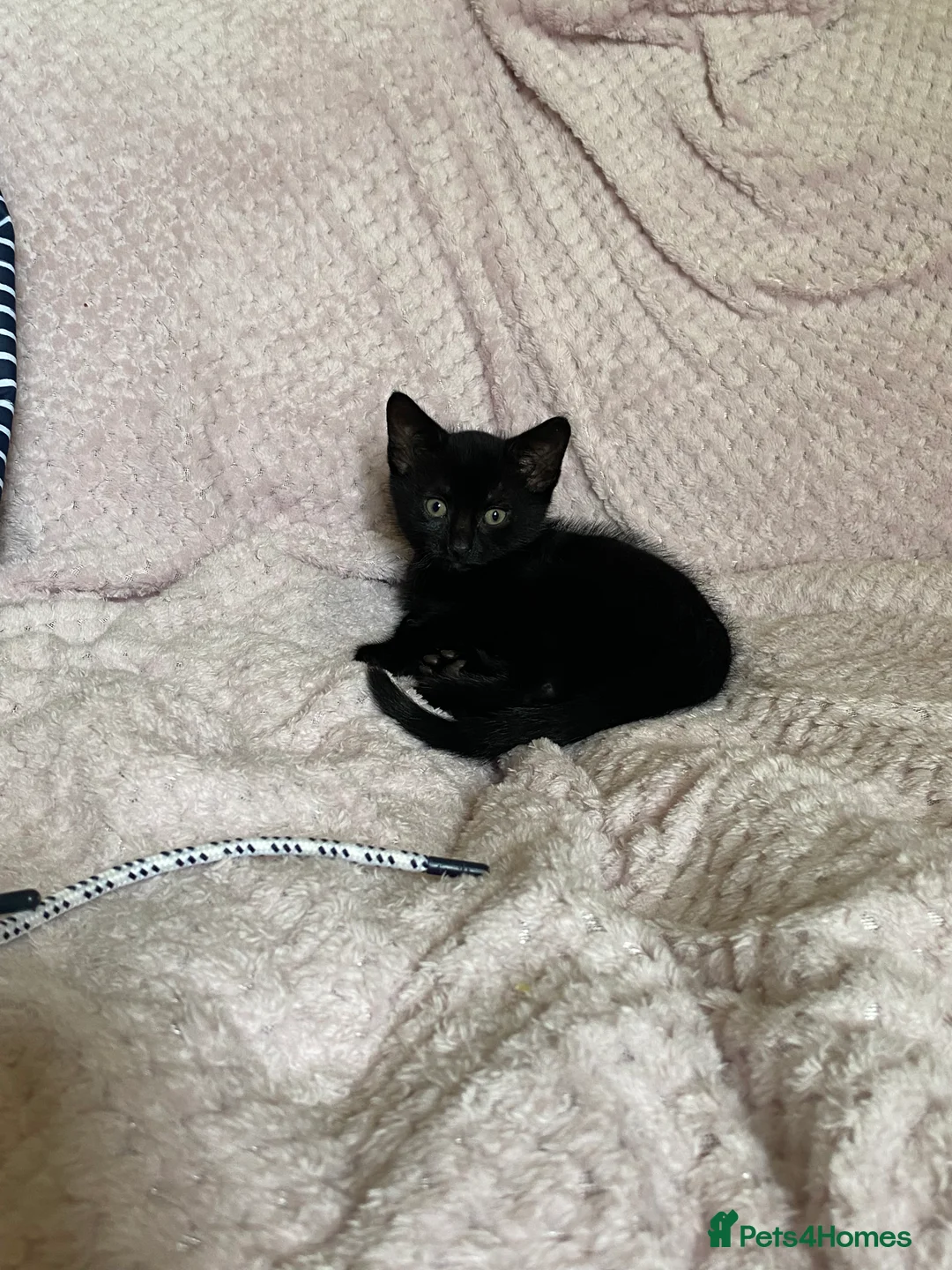 Domestic Shorthair cats for sale: Three kittens for sale  in Heywood - Advert 2