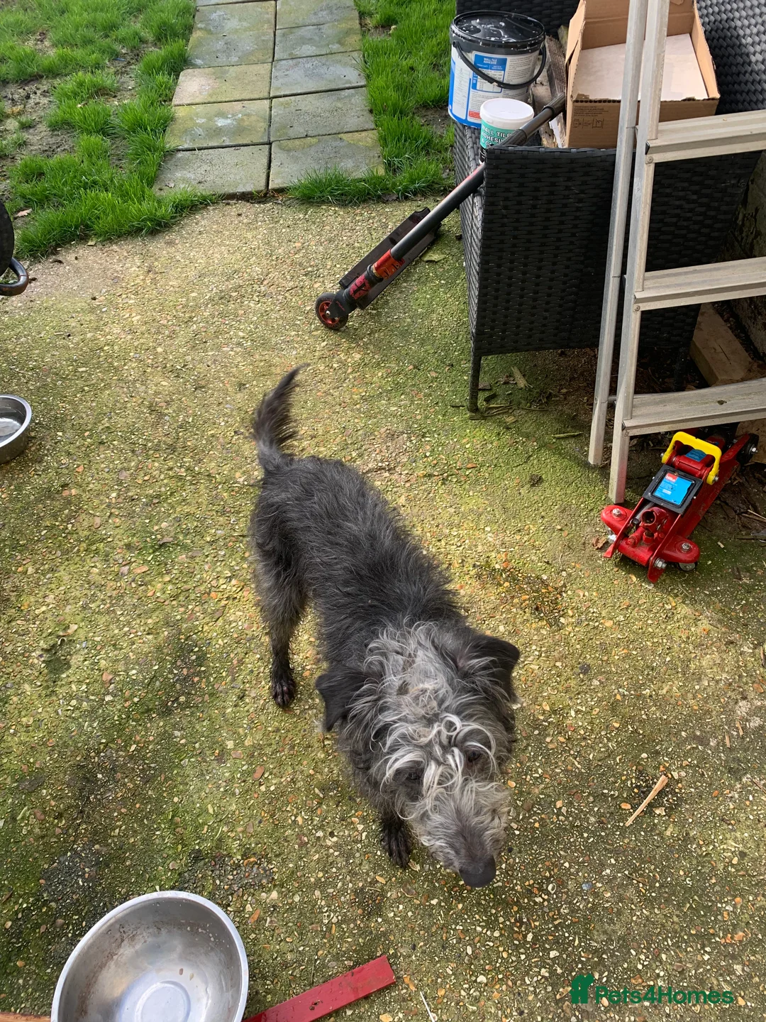 Mixed Breed dogs for sale: Bedlington whippet - Advert 2