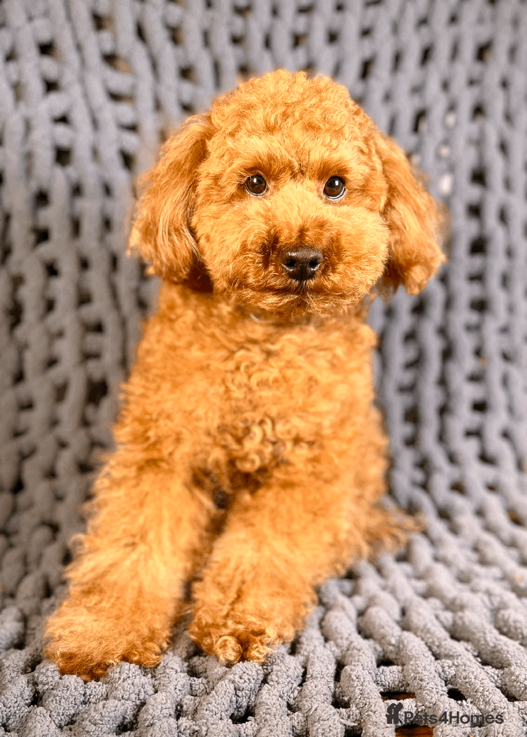 Toy Poodle dogs for stud: Exquisite Proven KC Red Stud DNA Clear Eye Tested - Advert 3