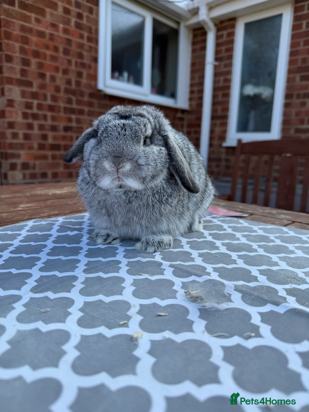 Mini Lop rabbits for sale: Mini lop girl - Advert 4