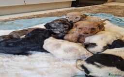 Cockapoo dogs for sale: Cockapoos - Image 20
