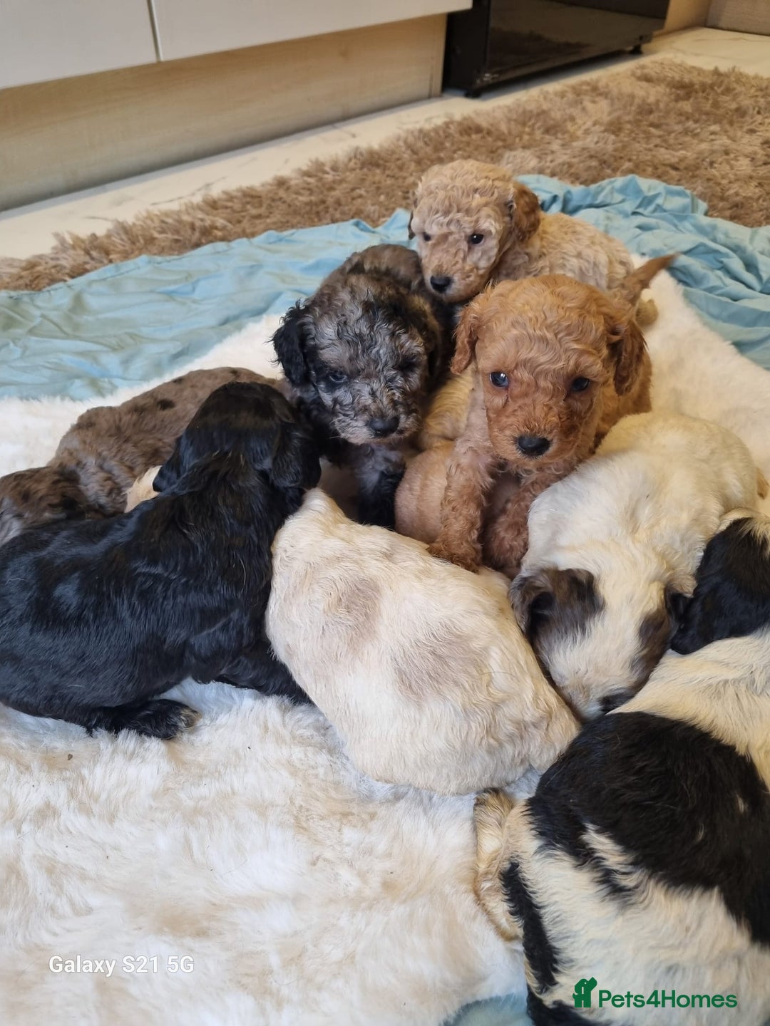 Cockapoo dogs for sale: Cockapoos - Image 20