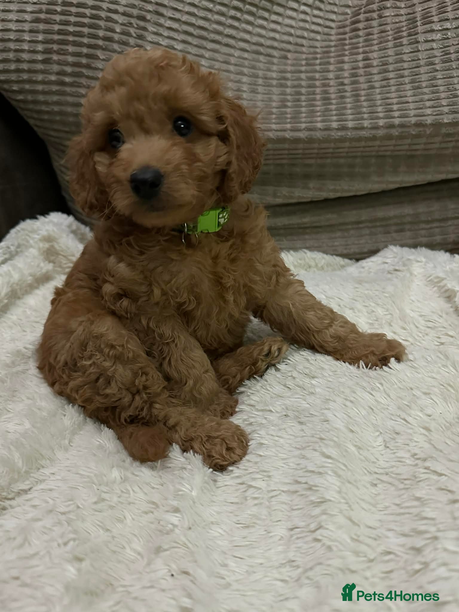 Cockapoo dogs Gorgeous F1b cockapoo puppies last boy available  - Advert 15