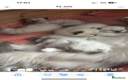 Ragdoll cats for sale: Ragdoll  - Image 5
