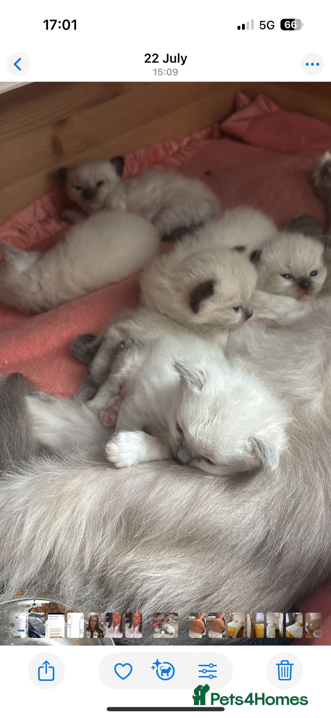 Ragdoll cats for sale: Ragdoll  - Image 5