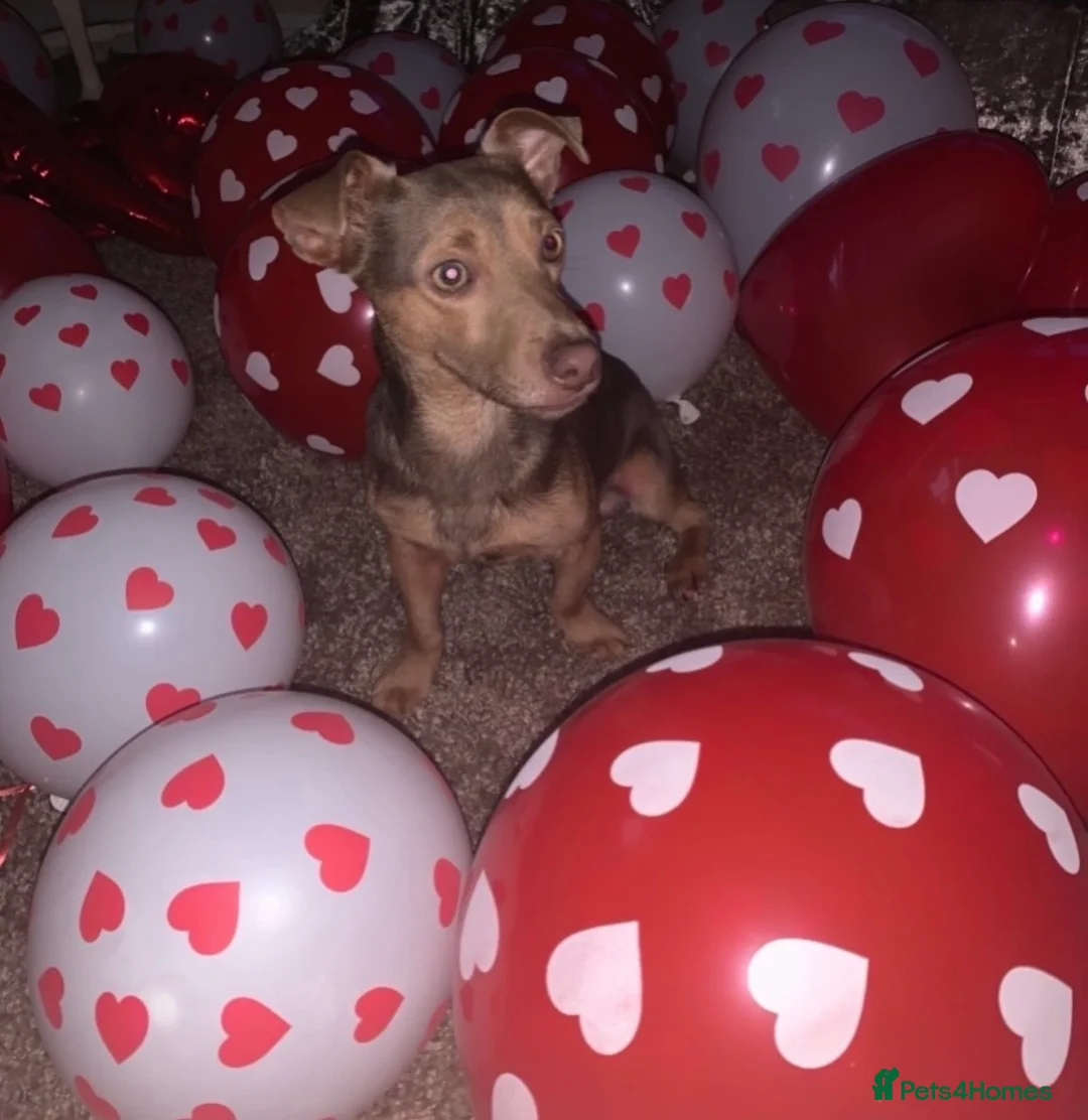 Jack Russell dogs for sale: Much Wenlock stunning puppy  - Advert 36