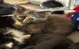 British Shorthair cats for sale: Beautiful cute British shorthair kittens for sale  - Advert 9