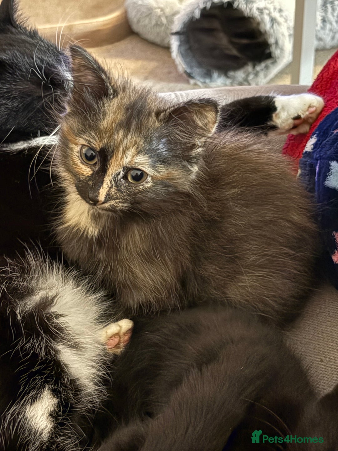 British Shorthair cats for sale: Beautiful cute British shorthair kittens for sale  - Advert 9