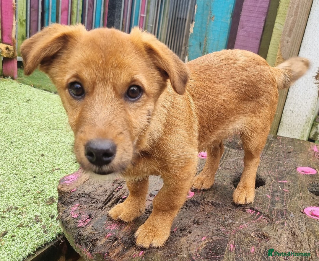 Mixed Breed dogs for adoption: Bruin - In Ayr Looking for a home  - Advert 3