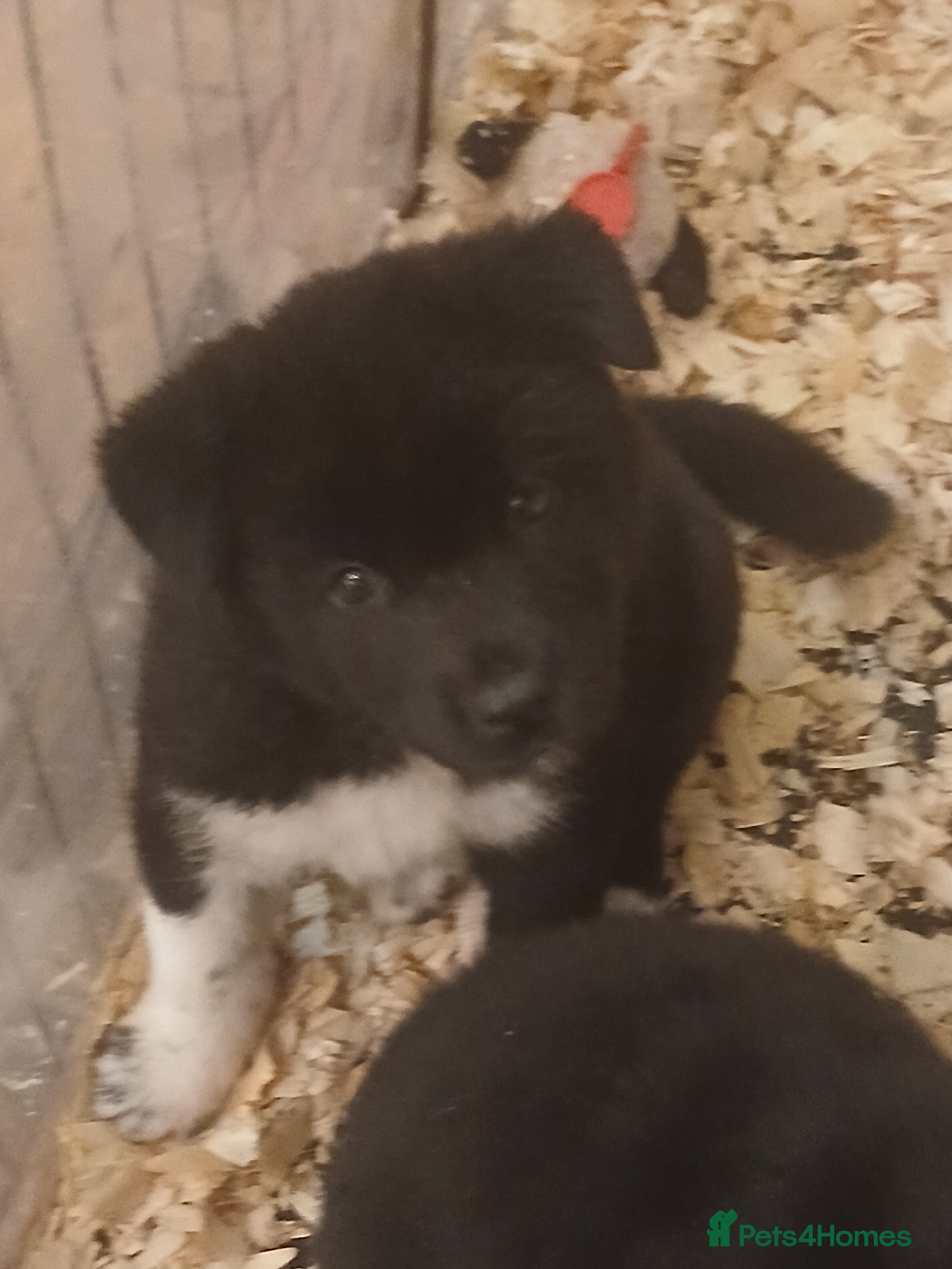 Akita dogs for sale: American Akita PUPPIES  - Advert 2