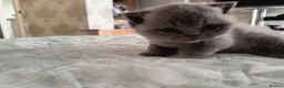 British Shorthair cats for sale: Magnificent litter Champion bloodline  - Advert 26