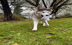 Siberian Husky dogs for adoption: Wendy - Advert 3