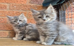 Maine Coon cats for sale: Beautiful Maine Coon kittens - Image 35