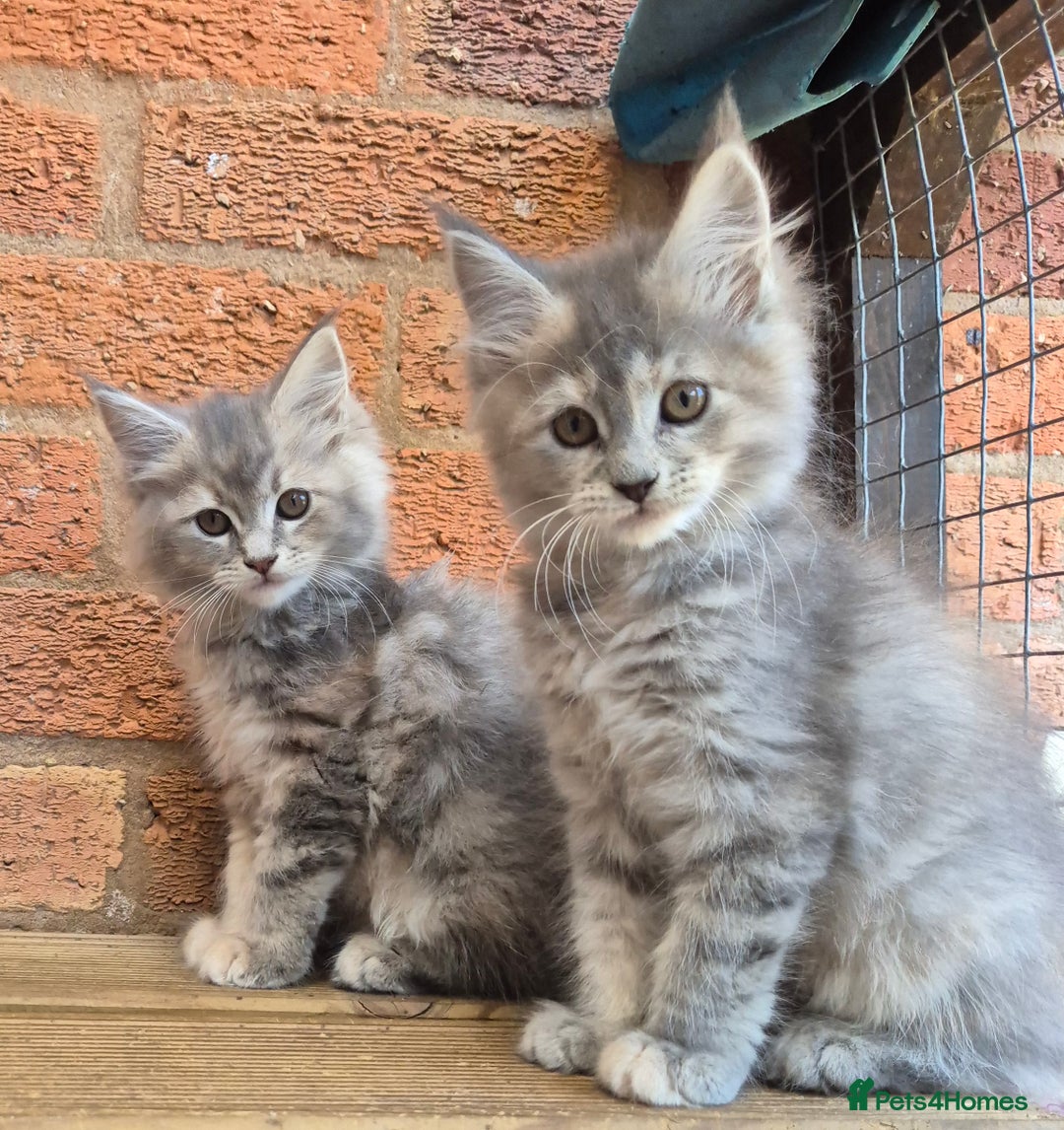Maine Coon cats for sale: Beautiful Maine Coon kittens - Image 35