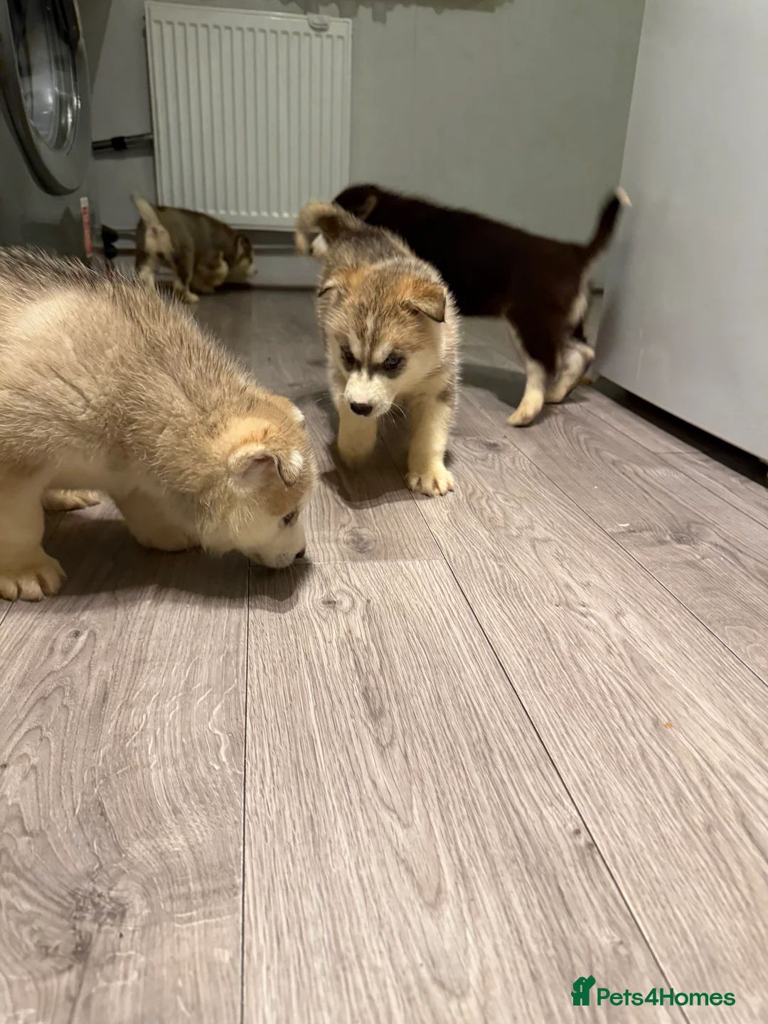 Siberian Husky dogs for sale: Puppies Siberian Huskies  - Advert 32