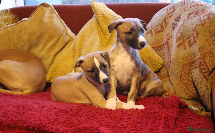 Whippet dogs Quality whippet pups from top show lines - Advert 5