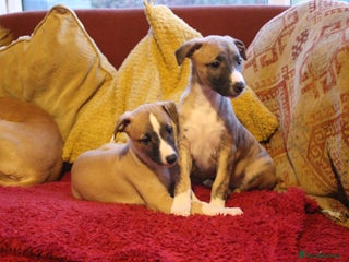 Whippet dogs Quality whippet pups from top show lines - Advert 17