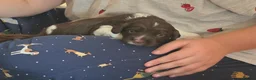 English Springer Spaniel dogs for sale: Beautiful litter of 5 springer spaniel puppies in Bristol - Advert 4