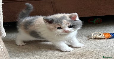British Shorthair cats in Mold - Advert 5