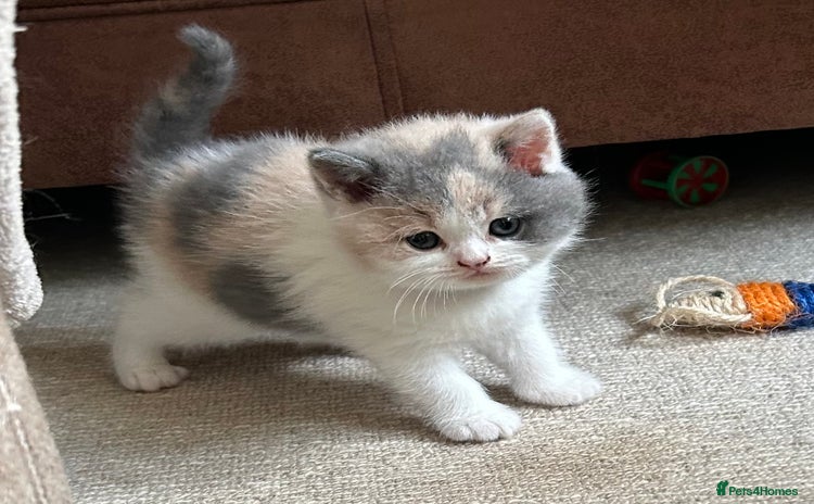 British Shorthair cats in Mold - Advert 1
