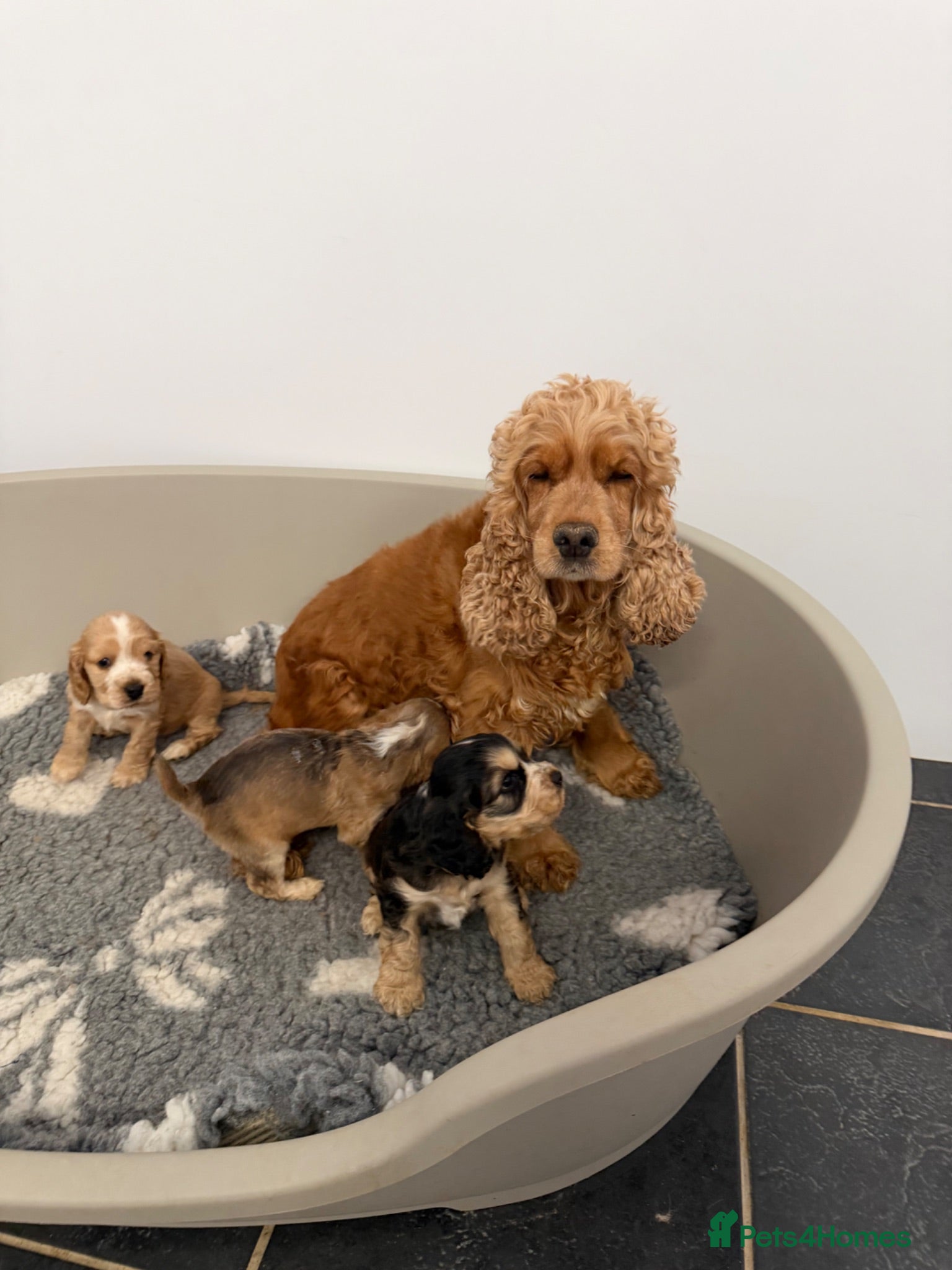 Cocker Spaniel dogs Show type cocker spaniel  - Advert 1
