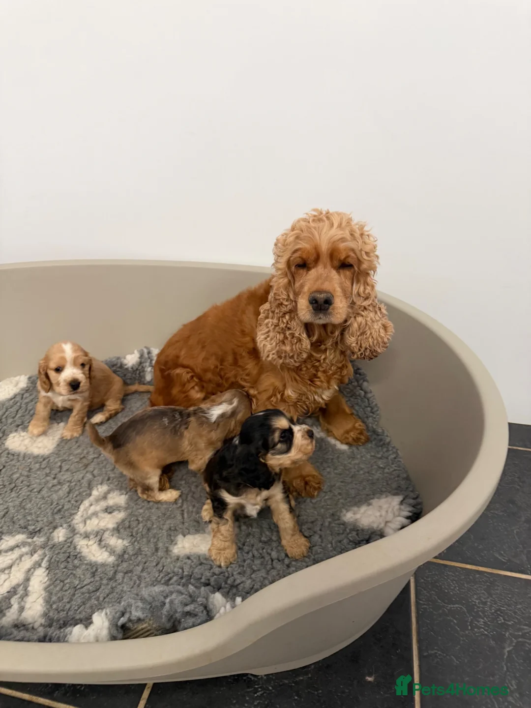 Cocker Spaniel dogs for sale: Show type cocker spaniel  - Advert 1