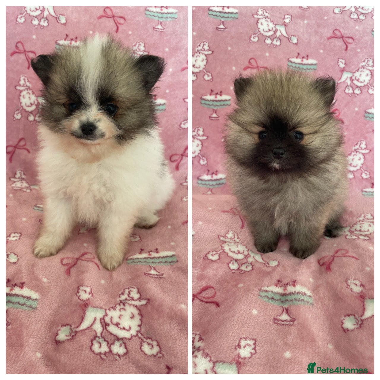 Pomeranian dogs Ready now 2 left KC reg Beautiful Pomeranian girls - Advert 16