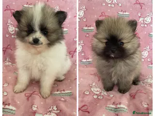 Pomeranian dogs Ready now 2 left KC reg Beautiful Pomeranian girls - Advert 16