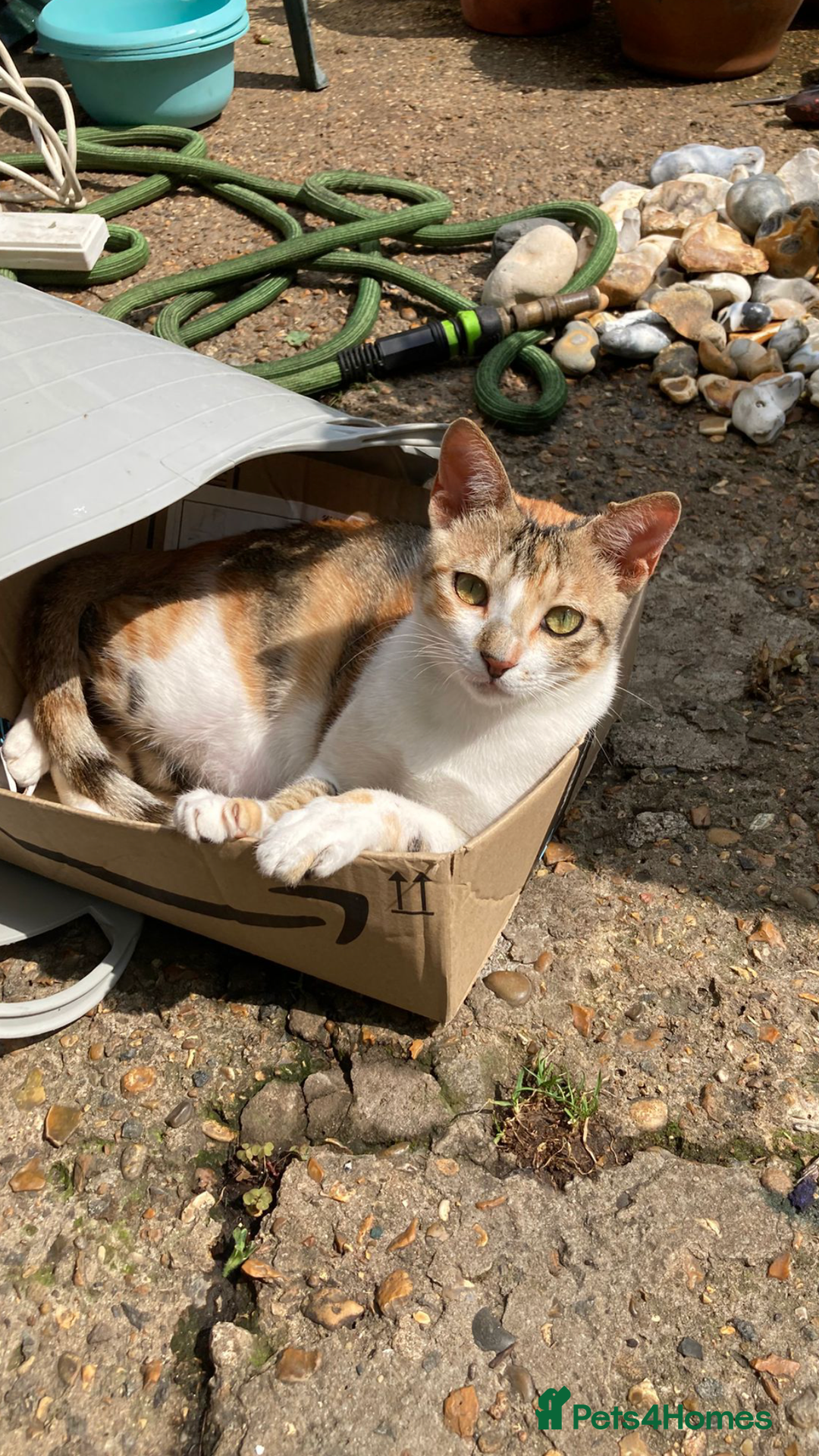 Mixed Breed cats for adoption: PUDDING -INTELLIGENT- CHEEKY GIRL THAT ENTERTAINS - Image 7