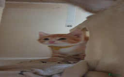 Domestic Shorthair cats for sale: Ginger kittens  - Image 10