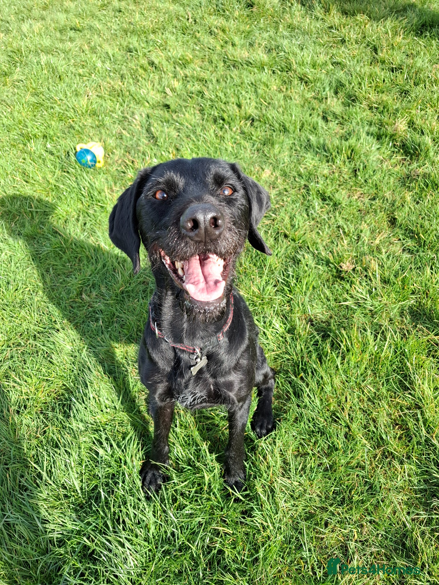 German Wirehaired Pointer dogs Guppy - GWP x lab - Advert 7