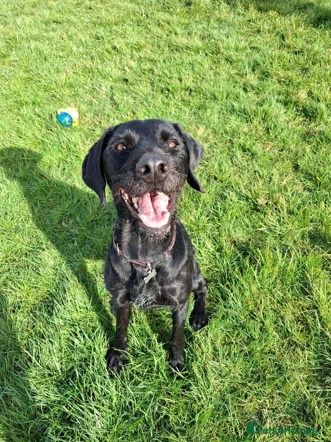 German Wirehaired Pointer dogs for adoption: Guppy - GWP x lab - Advert 1