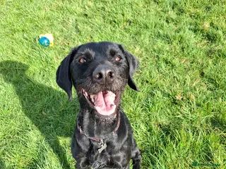 German Wirehaired Pointer dogs Guppy - GWP x lab - Advert 7