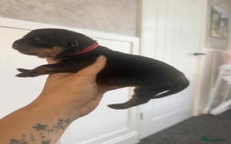 Rottweiler dogs for sale: Rottweiler Puppies - Image 21