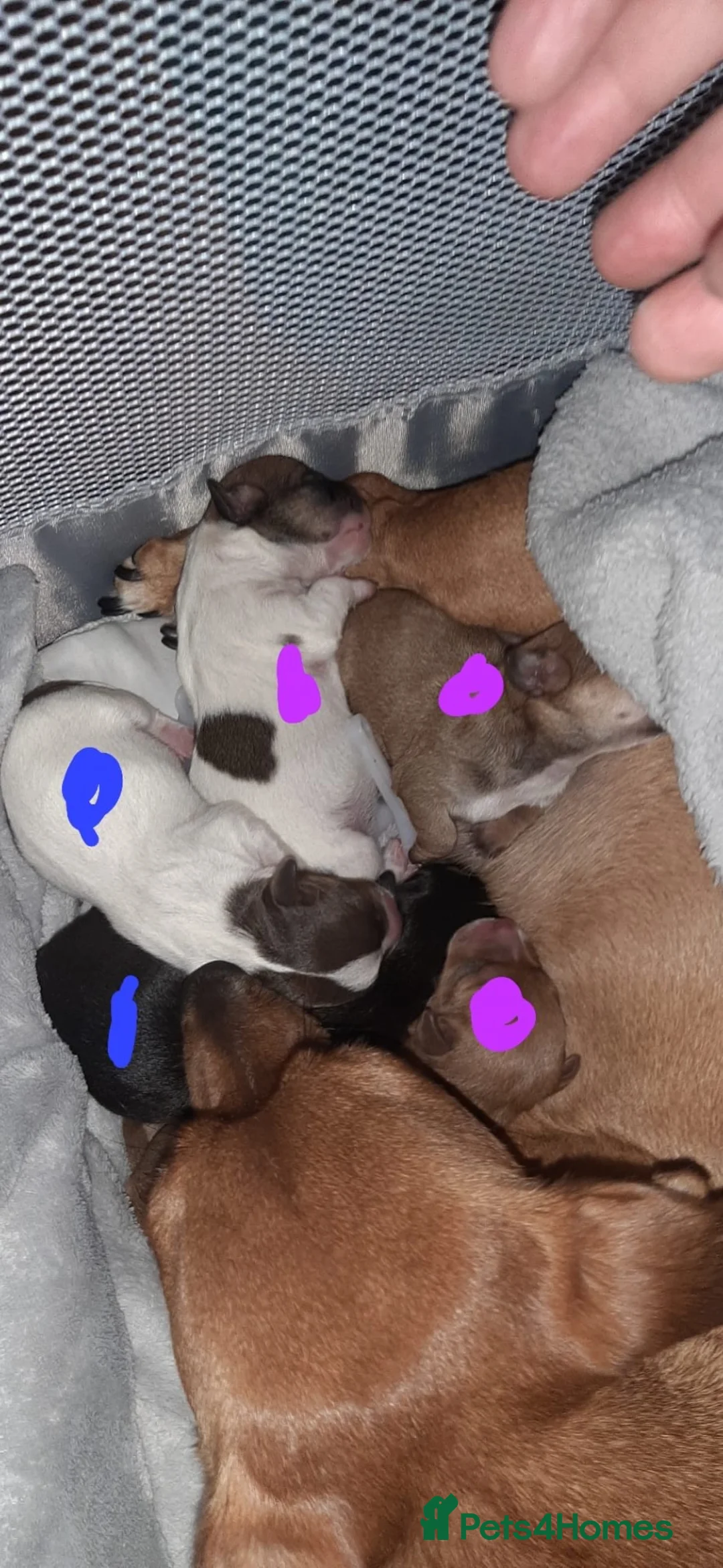 Jack Russell dogs for sale: JACK RUSSELL PUPPIES  in Newport - Advert 2